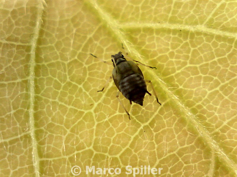 Afide nero: Aphis sp.